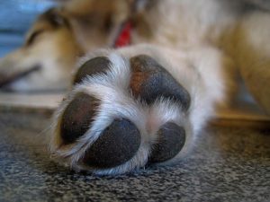 Tips for Keeping a Dog’s Paws Clean