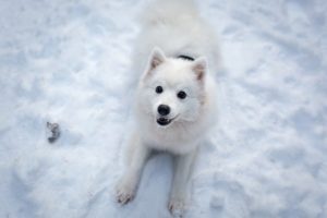 Tips for Exercising Your Dog in Winter