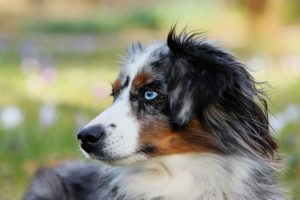 Canine Hearing Loss: Types, Signs, Treatment