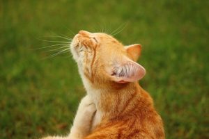 Signs of Cat Seasonal Allergies