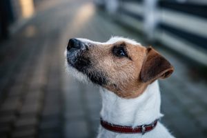 How to Choose a Dog Collar