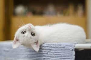 How to Care for a Kitten: All the Basics