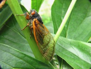 Pet Safety and Cicadas 2021