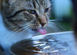 How to Keep a Cat Hydrated