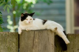 Can Cats Overheat in Hot Weather?