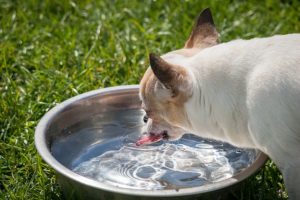 Help Your Pets Beat the Heat
