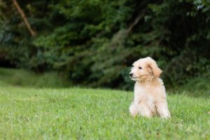 Are There Hypoallergenic Dogs?