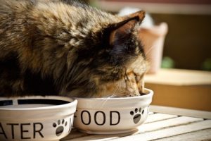 What’s the Best Diet for Cats?