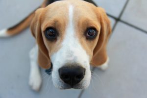What to Do If Your Dog Begs for Food