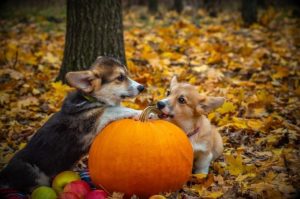 Pet Safety Tips for Halloween