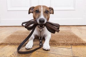 Why Do Dogs Need Leashes?