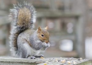 Does Your Dog Chase Squirrels?