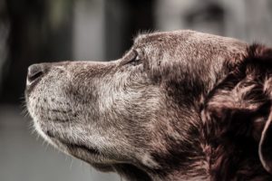 Top Reasons to Adopt a Senior Dog