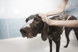 How to Give a Dog a Bath