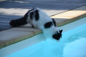 Can Cats Swim (and Should They?)