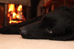 Top Pet Fire Safety Tips