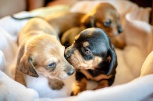 Caring for a Newborn Puppy