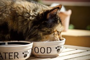 The Ideal Diet for Cats