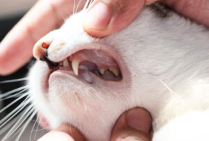 Everhart-cat-Dental-Care