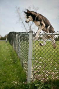 Husky jumping over an outdoor dog park fence