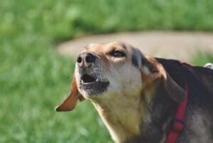 dog mixed barking