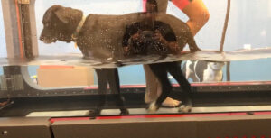 dog on water treadmill