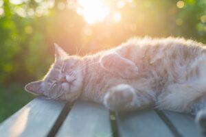 cat lying outside with green sunny background