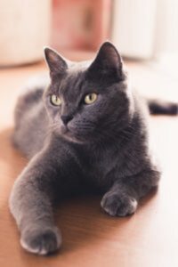 gray cat indoors