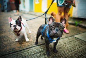 two dogs on leash