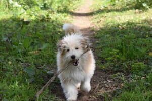 fluffy dog carrying a stick