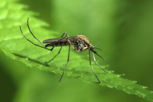 mosquito on a green leaf