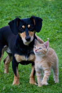 dog and cat on grass