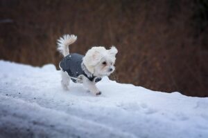 little white dog in snow