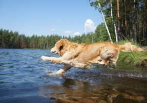 golden retriever jumping into water