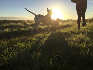 morning jog with dog in sunny field