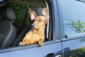 Dog looking out from the car window