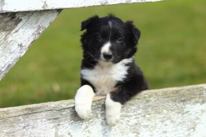 Border Collie Puppy With Paws on White Rustic Fence II