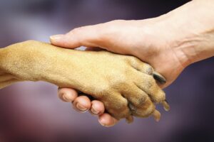dog paw and human paw handshake