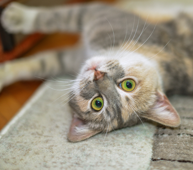 Cute little cat with green eyes lying down