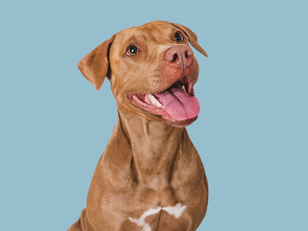 Cute brown dog that smiles. Isolated blue background