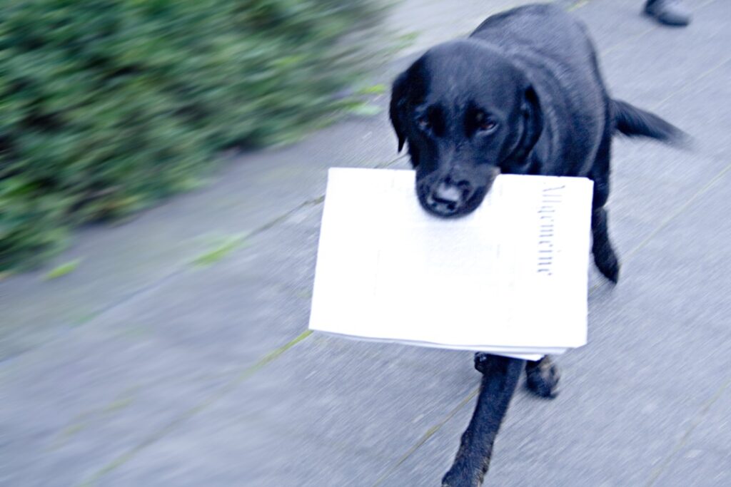 Close-up of dog holding newspaper in its mouth